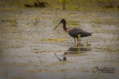 Glossy Ibis Cranberry Marsh June 2021
