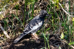 Lark Bunting 2 - May 2018 Prince Edward Pt.