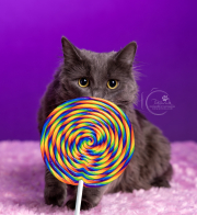 633A3190-cat-8x10