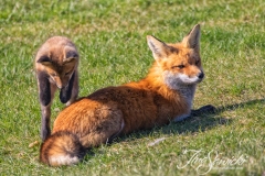 Red Fox Parent and Kits 5