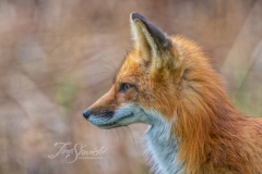 Red Fox Vixen 1