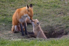 Red Fox Parent and Kits 9