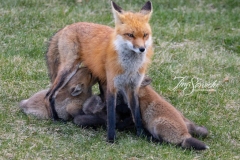 Red Fox Parent and Kits 13