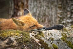 Red Fox Vixen 3