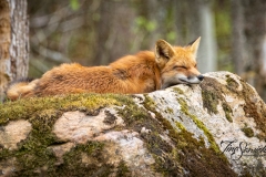 Red Fox Vixen 5