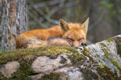 Red Fox Vixen 2