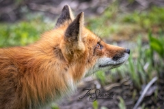 Red Fox Vixen 9