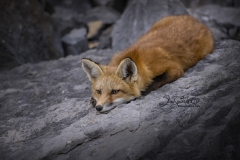 Lying Flat Fox