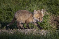Tiny Red Fox Kit 6