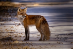 Red Fox 4