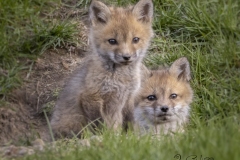 Red Fox Kits 3