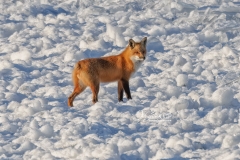 Bob Tailed Fox
