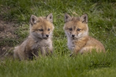 Red Fox Siblings