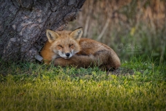 FOX-UNDER-TREE