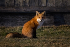 Red Fox 2