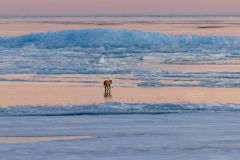 633A8327-fox-walking-south-on-ice