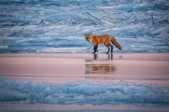 633A8412-FOX-LOOKING-ICE