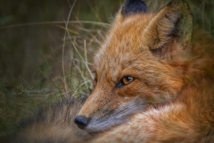ZOOMED PROFILE-FOX