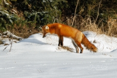 Red Fox Listening to Snow