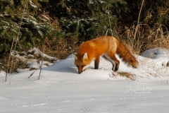 Red Fox Sniffing