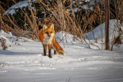 Snowy Red Fox Gaze