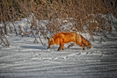 Red Fox Hunting in Snow