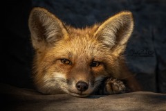Gazing Fox Kit