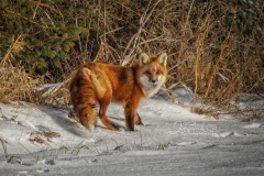 Posing in the Snow Red Fox