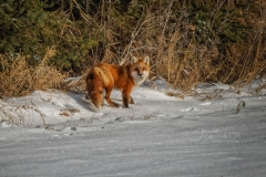 Portrait Snowy Red Fox