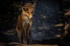 Watching Red Fox Kit