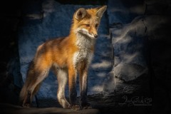 Red Fox Kit On Alert