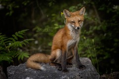 Red Fox Kit on Rock