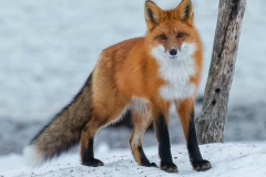 CURIOUS RED FOX