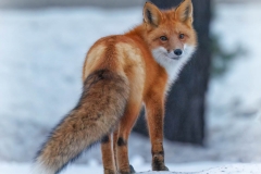 FOX LOOKING BACK