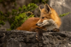 Watching Over Territory