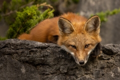 Relaxing Stare