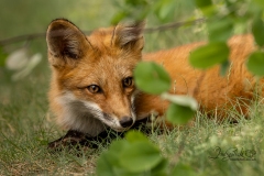 Kit Under Branch