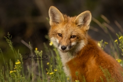 Gazing at Me in Flowers