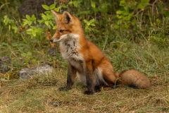 Red Fox Chillin
