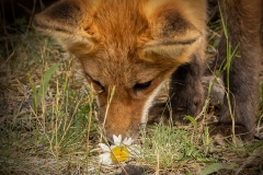 Sniffing Kit