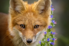 Red Fox Kit By Flowers
