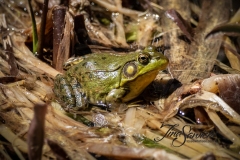 Northern Green Frog 1