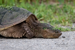 Snapping Turtle 2