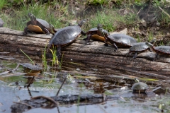Painted Turtles 17