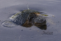 Snapping Turtles Copulating 3