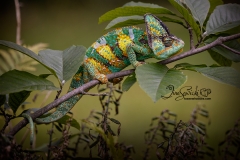 Chameleon on Branch