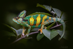 Chameleon Male