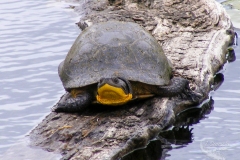 Blanding Turtle 2