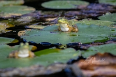 Frogs on Lily Pads 2