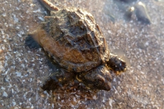 Snapping Turtle Baby